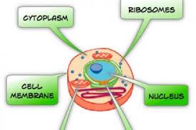 Cells are the basic unit of all living things. Plant Cell Project Ideas For Kids Biological Science Picture Directory Pulpbits Net