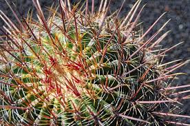 10 Cactus Raros Y Sus Nombres Jardineria On