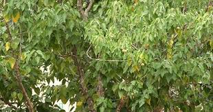 Image result for Croton megalobotrys