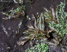 Image result for Potamogeton richardii