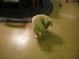 Viralizer Gif Find On Gifer Dog chasing sun moscow, russia. viralizer gif find on gifer