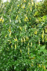 Image result for Vangueria vestita