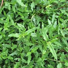 Image result for Enydra