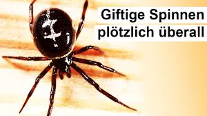 Sie ist förmig kein großer hintern. Gift Spinnen Hinter Meinem Haus Sind Sie Gefahrlich Youtube