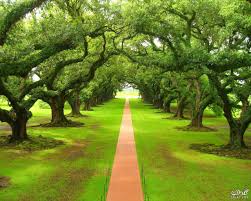 2 صور رقيقه جدا مكتوب عليها. ØµÙˆØ± Ø®Ù„ÙÙŠØ§Øª Ø·Ø¨ÙŠØ¹ÙŠØ© Ø§Ø´Ø¬Ø§Ø± Ø¬Ù…ÙŠÙ„Ø© ÙˆÙ…Ù†Ø§Ø¸Ø± Ø·Ø¨ÙŠØ¹ÙŠØ© Ø¬Ù†Ø§Ù† 2021 Tree Wallpapers Ù…Ù†Ø© Ø§Ù„Ù„Ù‡ Ø§Ø­Ù…Ø¯