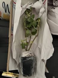 Image result for Tetradenia bainesii