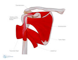 The biceps tendon begins at the top of the shoulder socket (the glenoid) and then passes across the front of the shoulder to connect to the biceps muscle. Shoulder Tendons Orthopaedic Hywel Williams