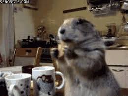 Learn vocabulary, terms and more with flashcards, games and other study tools. Gifs Animaux Droles Page 70 Gifs Gratuits Pjc