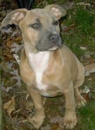 The black mouth cur dog is a breed of hunting and cattle dog. Apbt Colour Chart