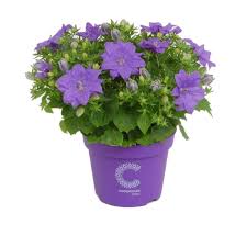 Campanula Isophylla Dublin Blue Plants Campanula Herbs