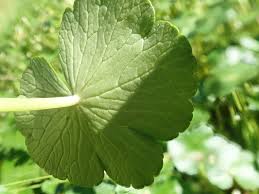 Image result for Hydrocotyle ranunculoides