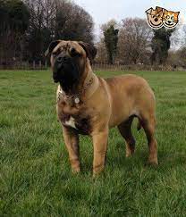 Pin On Breeds
