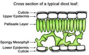 Check spelling or type a new query. What Is The Difference Between Epithelium And Epidermis Socratic