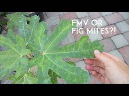 Maybe you would like to learn more about one of these? Fig Mosaic Virus Alchetron The Free Social Encyclopedia