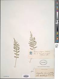 Image result for Asplenium theciferum