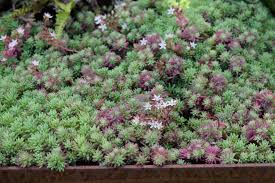 Image result for Pseudopodospermum hispanicum
