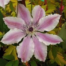 Deborah dahl vancouver clematis is a compact, reblooming, deciduous, flowering vine. Large Flowered Clematis Mike S Garden Top 5 Plants