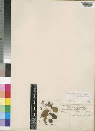 Image result for Commiphora pedunculata