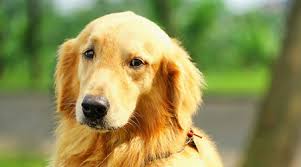 In some cases, swallowing becomes difficult when large tumors end up pressing on the dog's esophagus. Canine Splenic Hemangiosarcoma Metropolitan Veterinary Associates
