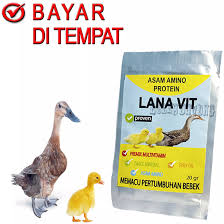 Bebek mallard (itik kalung) adalah spesies dimorfik seksual, yang berarti bebek jantan dan betina terlihat berbeda. Vitamin Pertumbuhan Agar Cepat Besar Anak Bebek Kecil Itik Angsa Lazada Indonesia