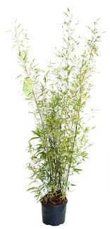 Maybe you would like to learn more about one of these? 5ft Black Bamboo 10l Pot Phyllostachys Nigra 44 99