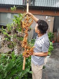 Mục sở thị củ sâm đắt nhất Việt Nam của doanh nhân người Hà Nội