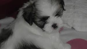 Does Lhasa Apso Have An Undercoat Lhasa Apso Owner
