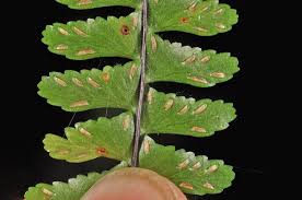 Image result for Asplenium normale