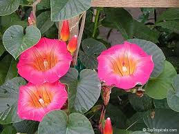 Image result for Stictocardia beraviensis