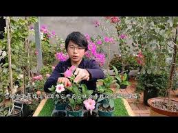 飘香藤开花少 不爬藤 第一要选对品种 第二要舍得修剪 youtube plants