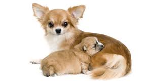 Ein rüde kann allerdings auch innerhalb weniger stunden zweimal decken, genug spermien sind also da. Trachtigkeit Bei Hunden