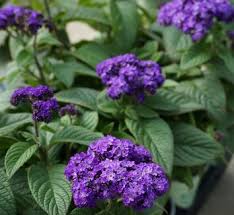 Image result for Heliotropium harareense