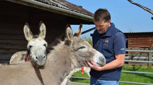 There are more than 40 million donkeys in the. How To Train Donkeys And Mules Using The Science Of Behaviour Youtube