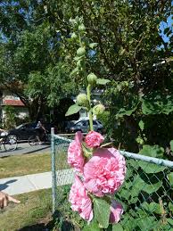 Check spelling or type a new query. How To Grow Hollyhocks Growing Hollyhocks Hollyhock Plants