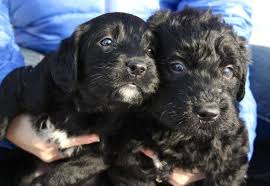 Find the perfect puppy for sale in cincinnati, ohio at next day pets. F1 Parti Labradoodle Puppies For Sale In Morehead Kentucky Classified Americanlisted Com