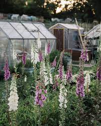Maybe you would like to learn more about one of these? How To Grow Foxgloves From Seed Victoria Wade