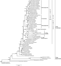 Image result for Corydalis mildbraedii