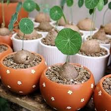 Image result for Stephania cyanantha