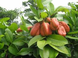 Image result for Aneilema spekei