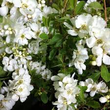 Image result for Exochorda