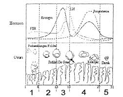 Perhatikan Grafik Perubahan Kandungan Hormon Estrogen Dan Progesteron Dikaitkan Dengan Perkembangan Folikel Dan Endometrium Rahim Berikut Berdasarkan Grafik Tersebut Perubahan Hormon Dan Proses Yang Terjadi Pada Folikel Serta Endometrium Pada Hari Ke