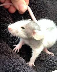 Lady Baby Double Rex Dumbo Rat Pet Rats Dumbo Rat Rats