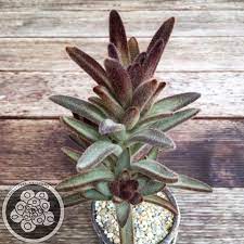 Check spelling or type a new query. Kalanchoe Tomentosa Cinnamon Aka Monkey King Succulents Australia Sales