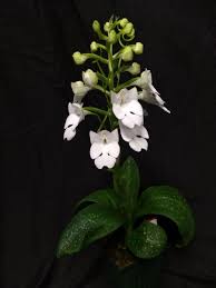 Image result for Habenaria nyikana
