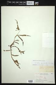 Image result for Coleotrype laurentii