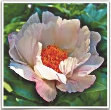 In Living Color: Steven Tapper's photographs celebrate what's right with  the world.