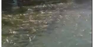 Akibat Corona Kolam Renang Ini Beralih Fungsi Jadi Tempat Ternak Lele Merdeka Com