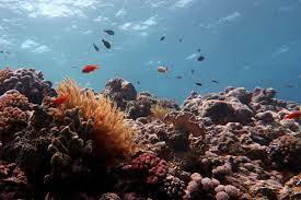 Unesco has recommended the great barrier reef be placed on a list of 'in danger' world heritage sites, a move opposed by the australian government. Wenn Es Zu Spat Ist Klimareporter