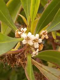 Image result for Myoporum laetum