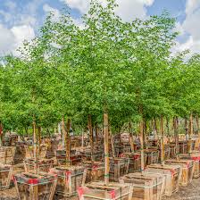 Image result for Dalbergia sissoo